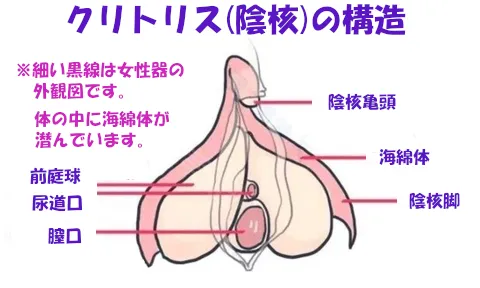 クリトリス構造