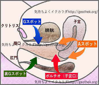 女性器性感帯